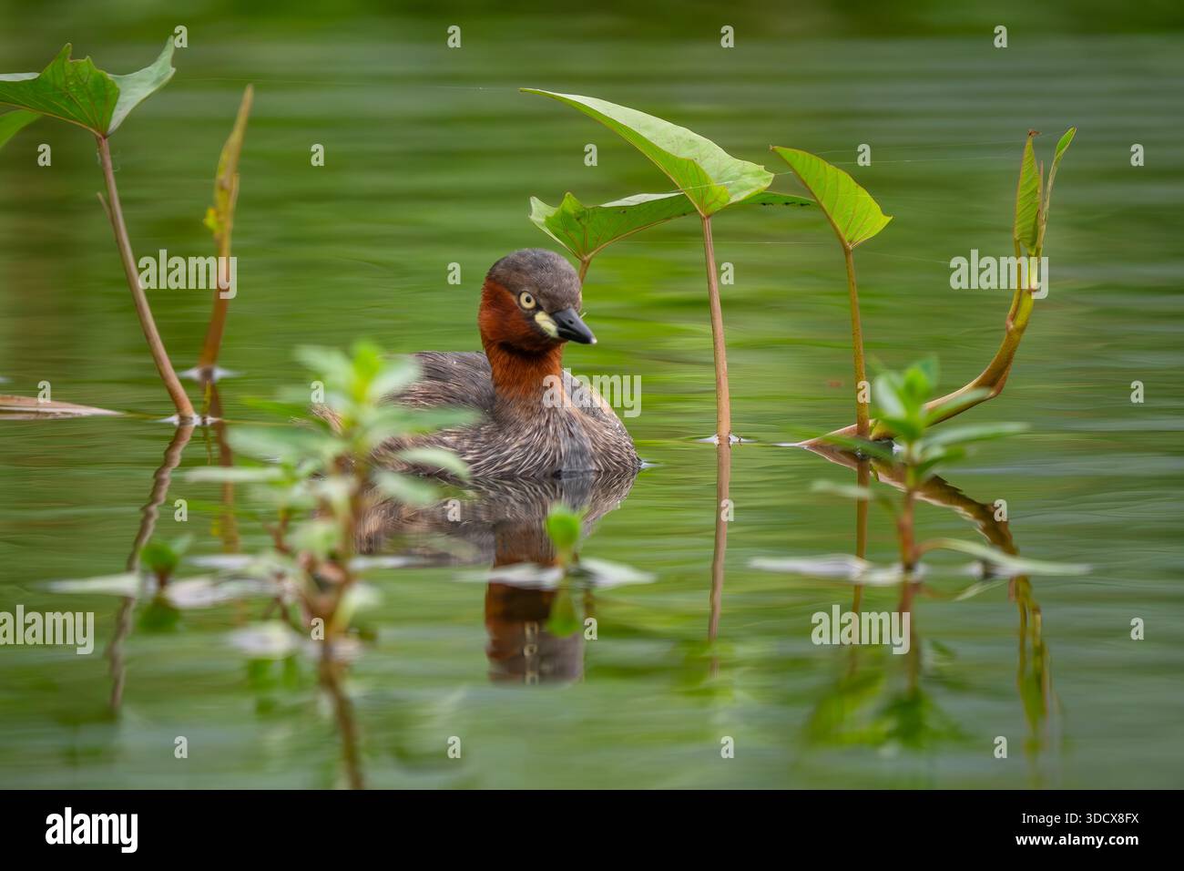 Petit Grebe - Tachybaptus ruficollis, petit bel oiseau d'eau douce originaire des eaux douces d'Europe et d'Asie, Vietnam. Banque D'Images