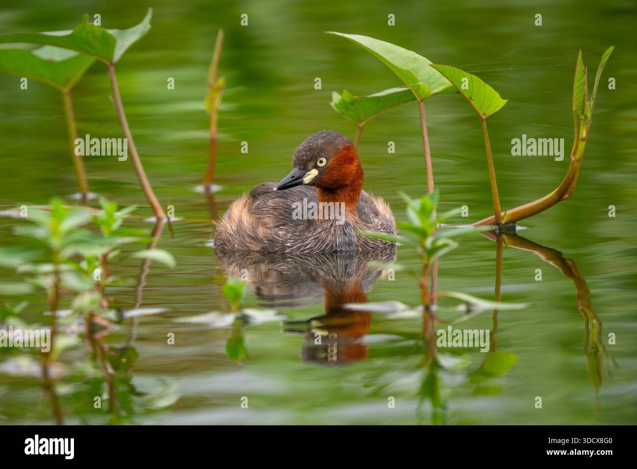 Petit Grebe - Tachybaptus ruficollis, petit bel oiseau d'eau douce originaire des eaux douces d'Europe et d'Asie, Vietnam. Banque D'Images