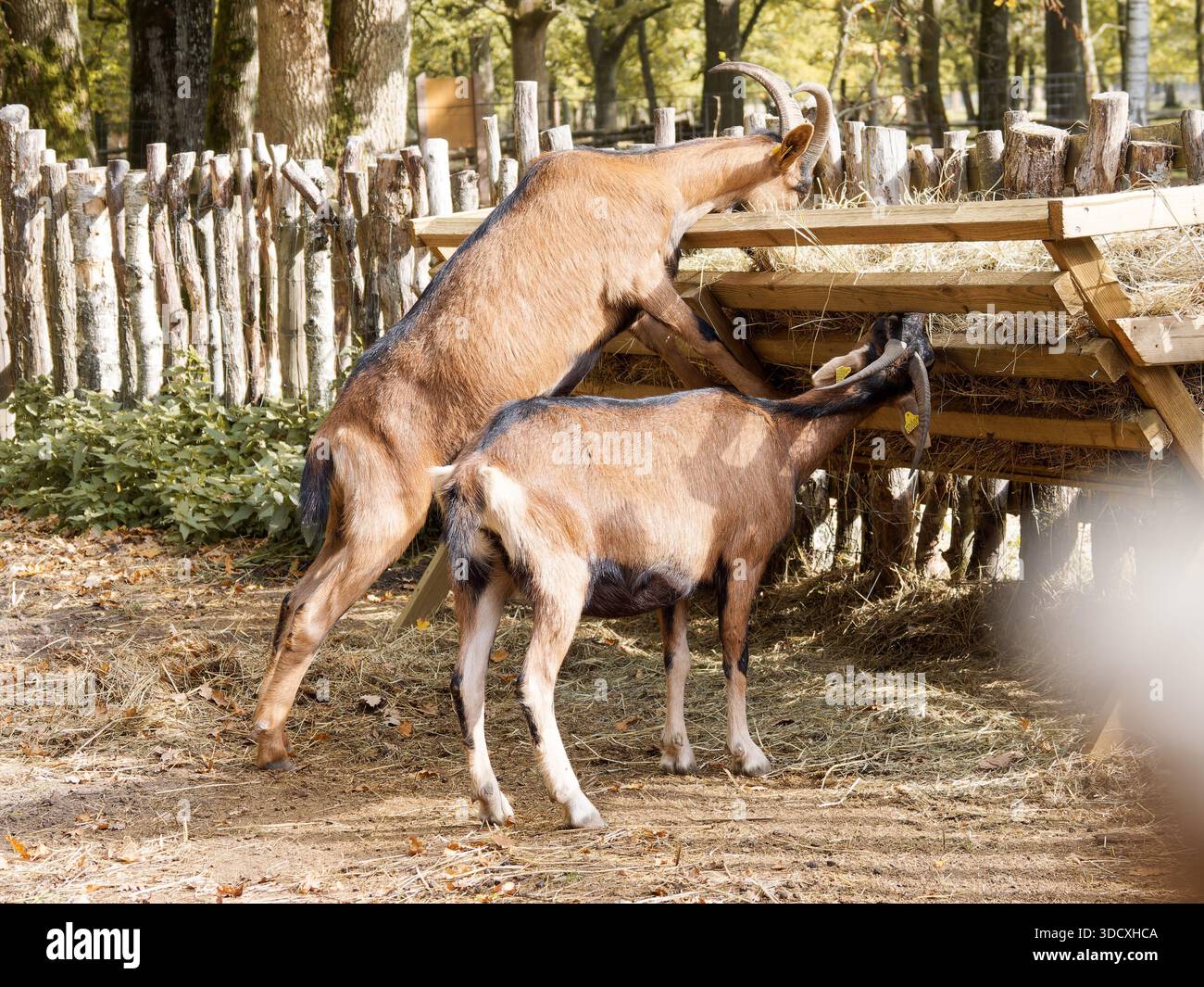 Chèvres domestiques Capra hircus se nourrissant dans un casier à foin en bois dans un enclos rural, illustrant le comportement des animaux de ferme dans un cadre agricole. Banque D'Images