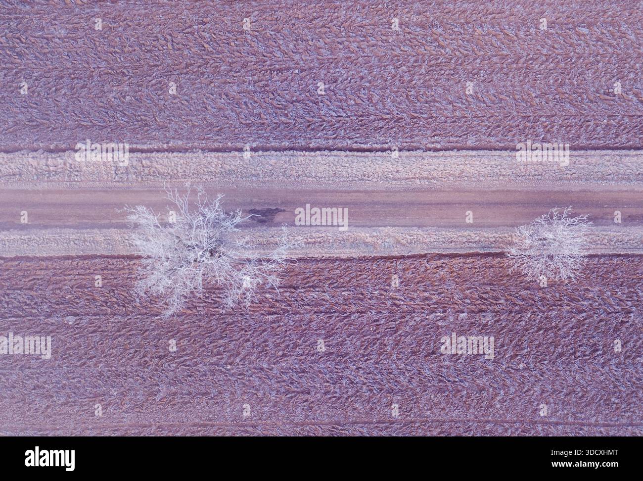 Vue en bas de lignes marron parallèles traversant un champ avec un petit arbre blanc près d'un chemin de terre. Highland, Vysocina, République tchèque Banque D'Images