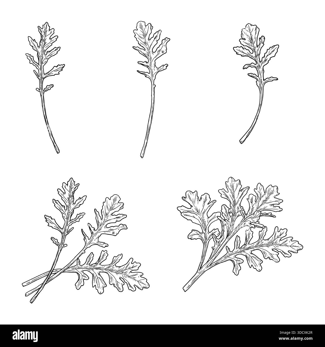 Brins de roquette et de pissenlit, croquis noir et blanc. illustration vectorielle. Herbes de cuisine et épices isolées sur fond blanc. Pour les menus, recette Illustration de Vecteur