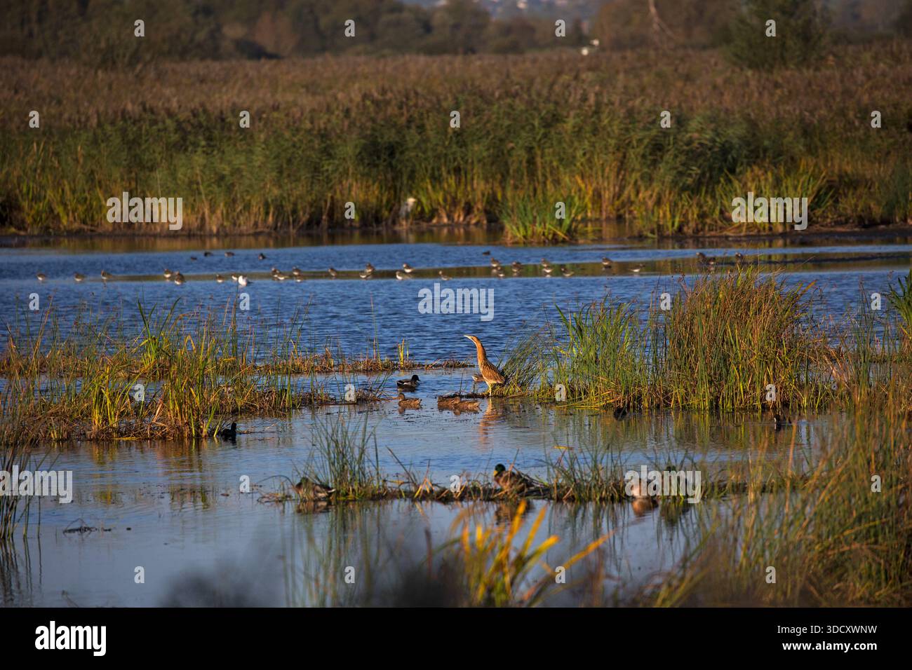 Great Bitter Botaurus stellaris parmi les rushes, from Ham Wall Loop, Ham Wall RSPB Reserve, Avalon Marshes, Somerset Levels, England, UK, octobre 2018 Banque D'Images