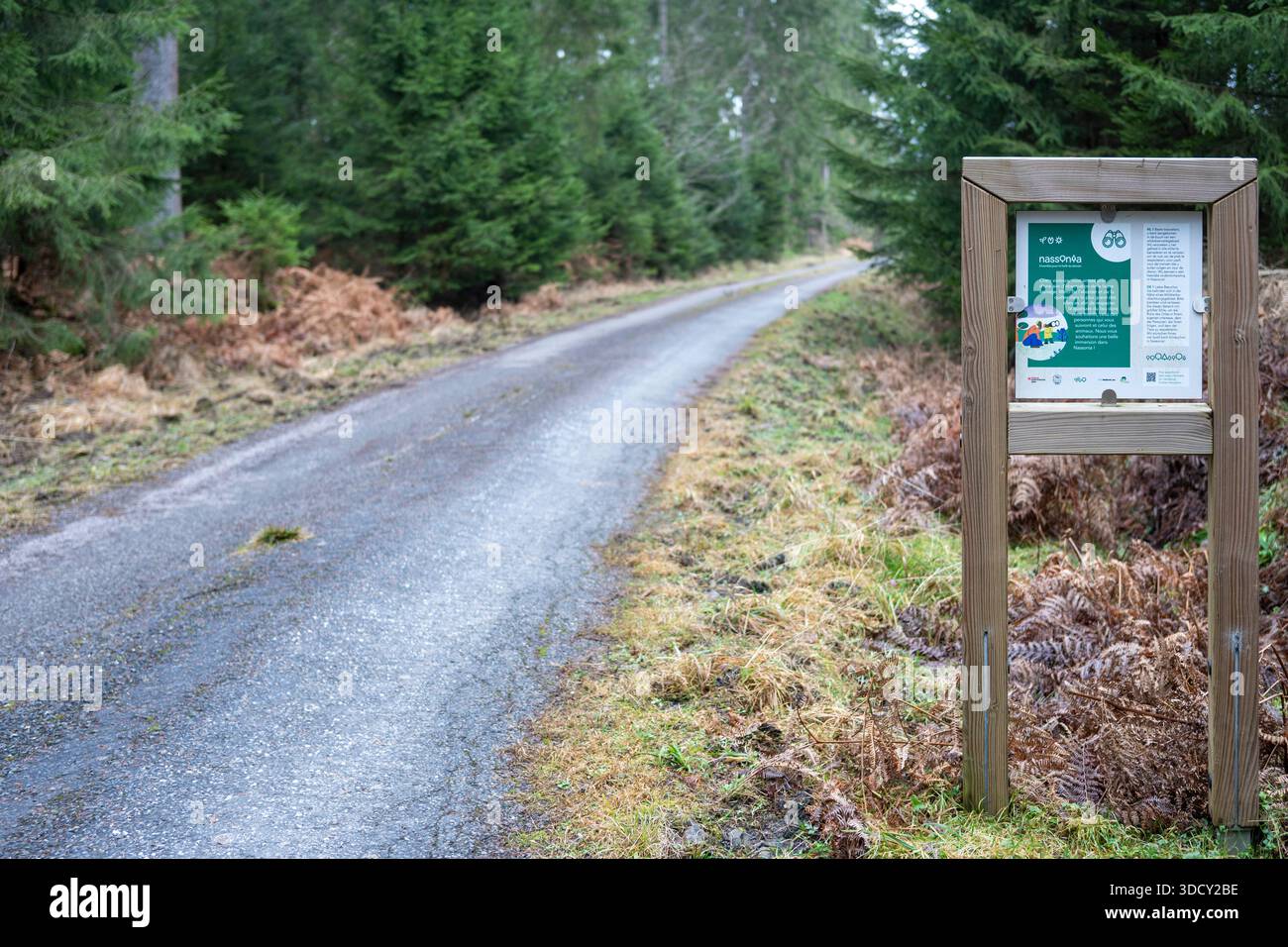 Mochamps, Belgique, 23 décembre 2025 : vue sur le sentier de randonnée forestier de Nassonia à Mochamps. Nassonia est un projet forestier écologique pour la nature et la forêt Banque D'Images