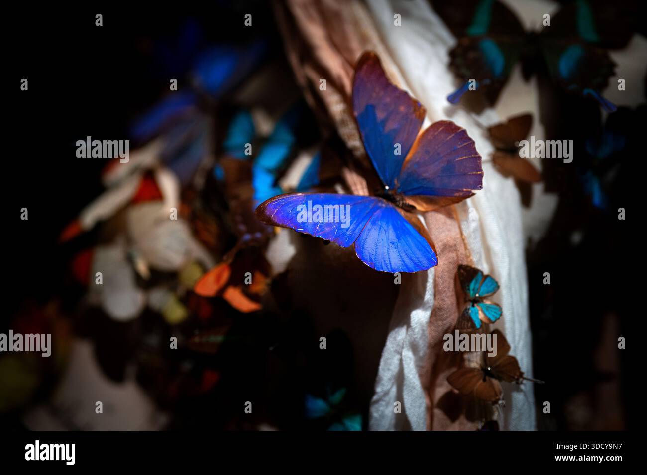 Un superbe papillon Blue Morpho occupe le devant de la scène dans une exposition sombre et atmosphérique de divers spécimens de lépidoptères. Banque D'Images