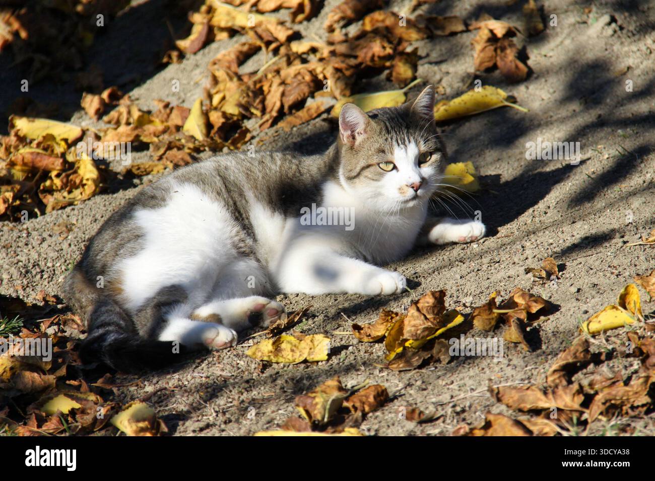 Tabby et chat blanc couché sur le sol dans le soleil d'automne. Banque D'Images