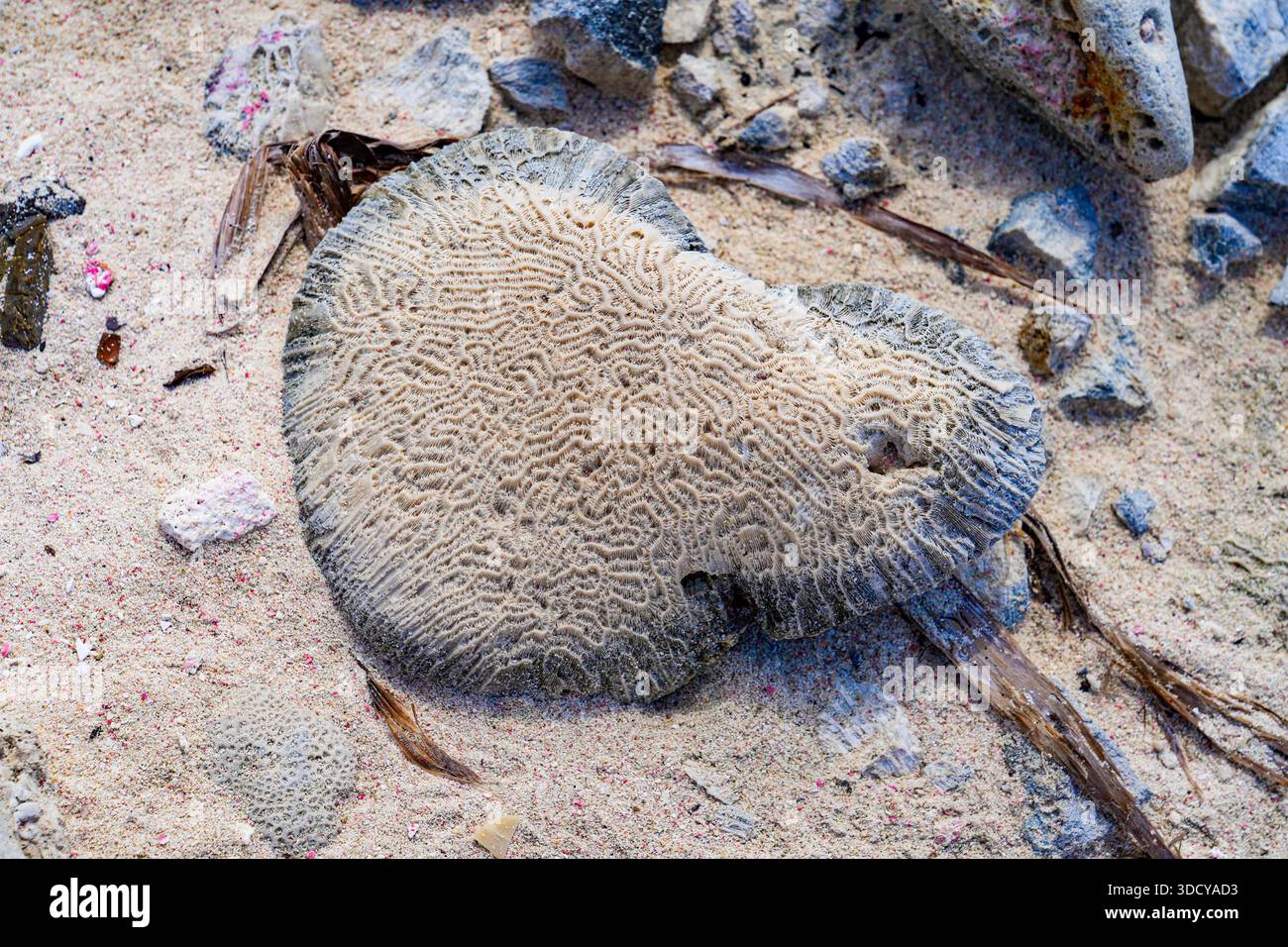 Corail de cerveau blanchi sur la plage accidentée de Lacre Punt, la pointe sud de l'île de Bonaire dans les Caraïbes néerlandaises Banque D'Images
