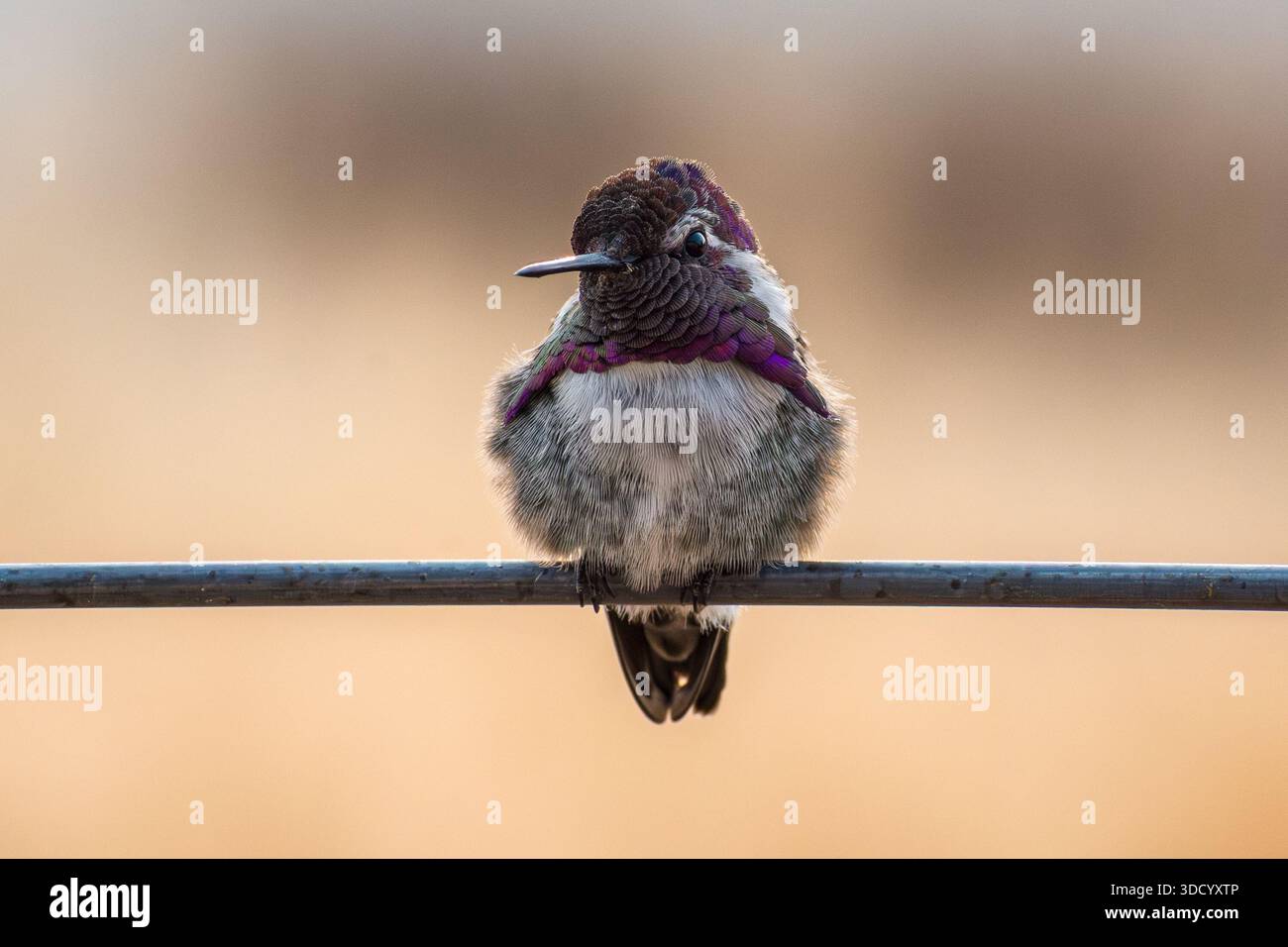 Un colibri de Costa mâle (Calypte costae) se perche sur une cage à tomates. Banque D'Images