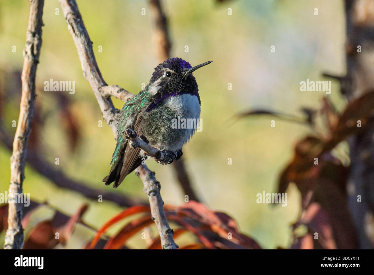 Un colibri de Costa mâle (Calypte costae) se perche sur une branche. Banque D'Images