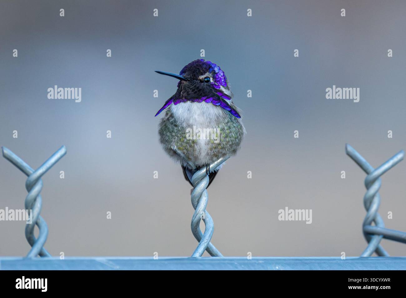 Un colibri de Costa mâle (Calypte costae) est assis au sommet d'une clôture à maillons de chaîne. Banque D'Images