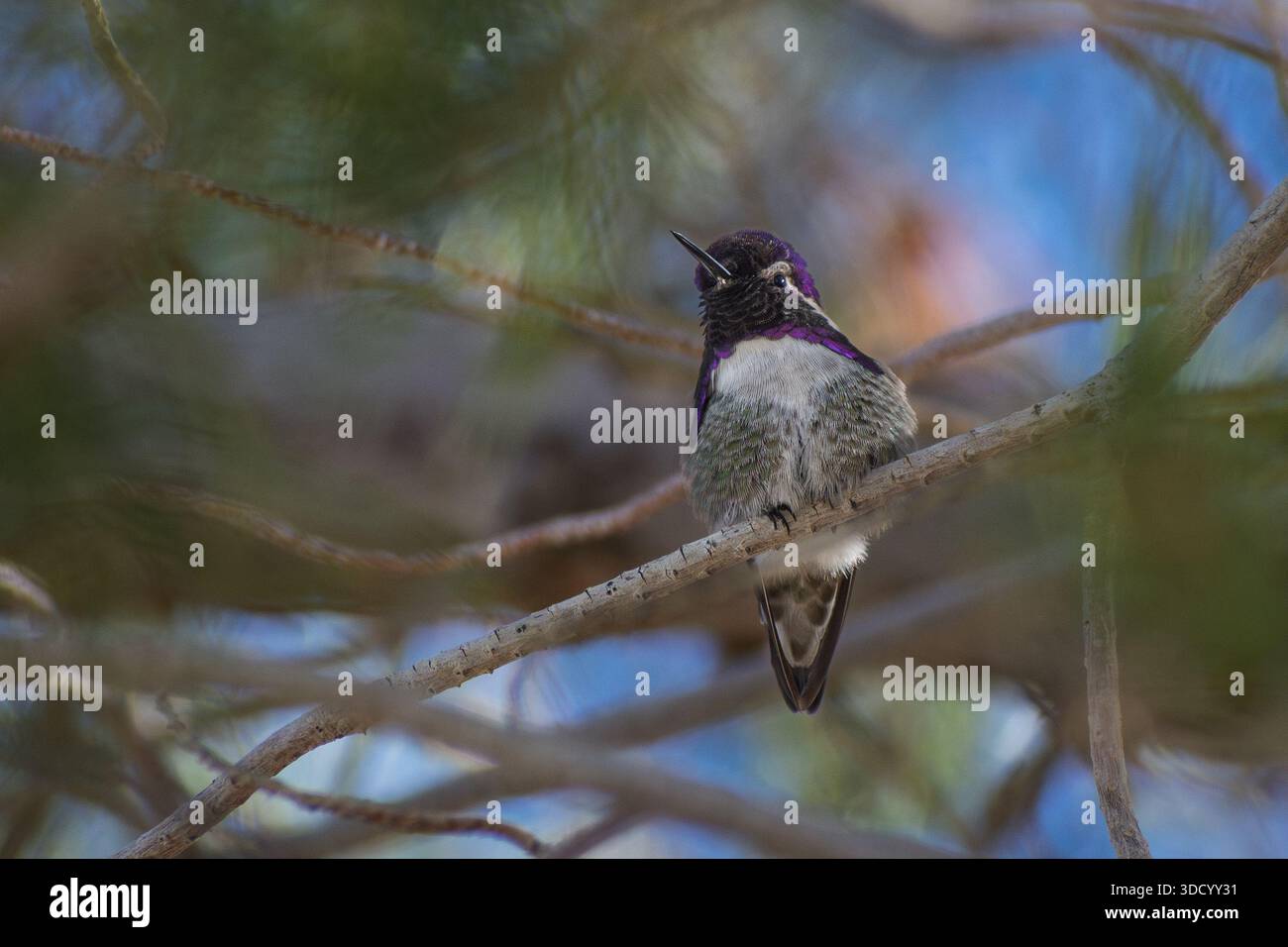 Un colibri de Costa mâle (Calypte costae) se perche sur une branche. Banque D'Images
