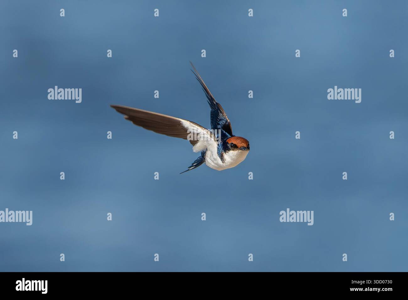 Hirundo smithii smithii, hirundo à queue métallique, en Gambie Banque D'Images