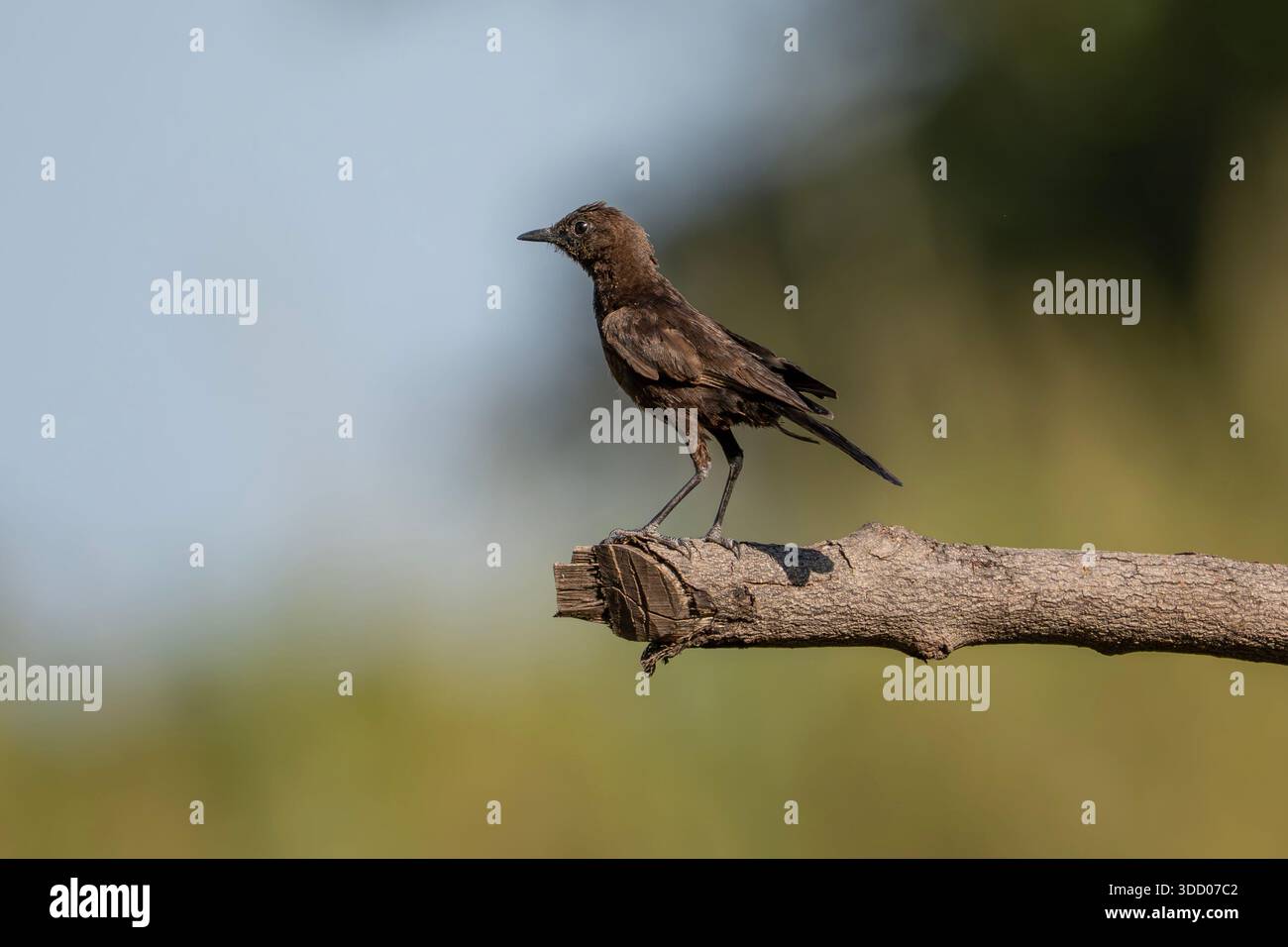 Chat fourmilier ou chat fourmilier du nord en Gambie, Myrmecocichla aethiops Banque D'Images