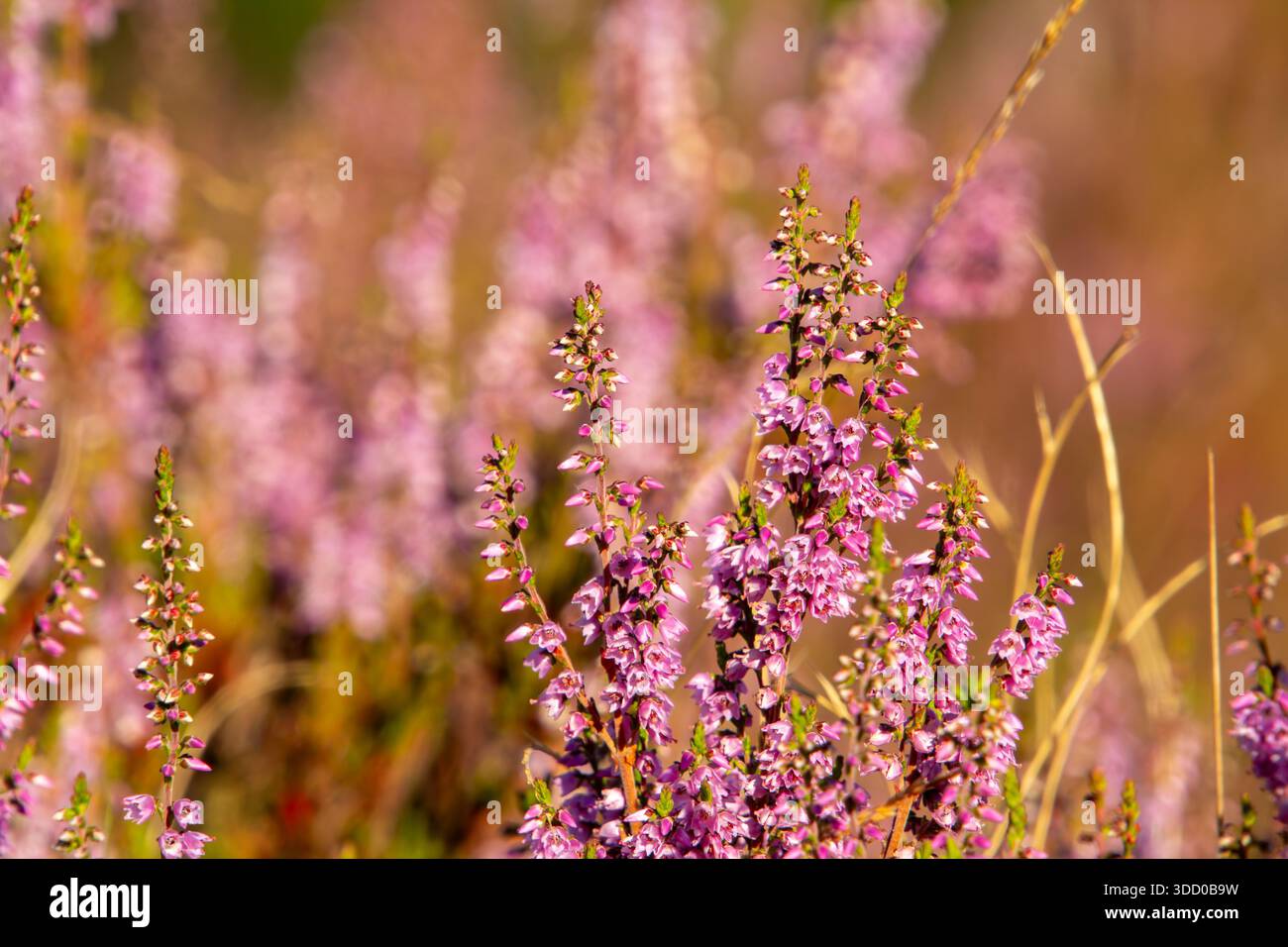 Gros plan de bruyère depuis une vue en angle bas Banque D'Images