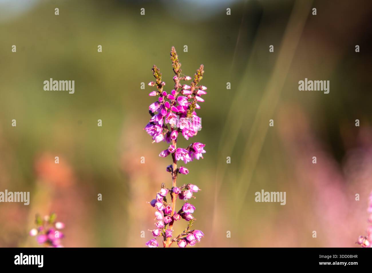 Gros plan de bruyère depuis une vue en angle bas Banque D'Images