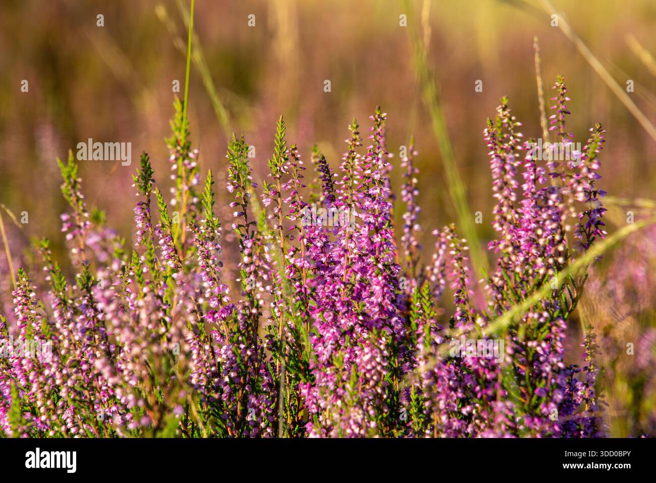 Gros plan de bruyère depuis une vue en angle bas Banque D'Images