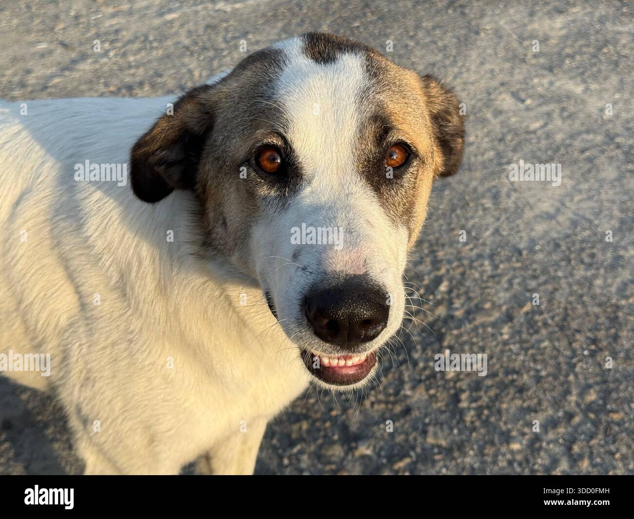 Chien joyeux et mignon regardant la caméra Banque D'Images