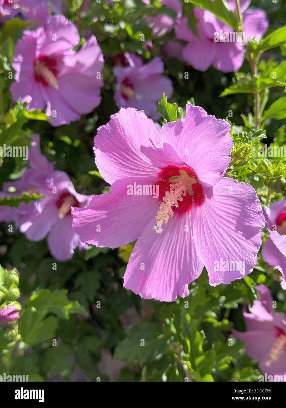 Fleurs roses hibiscus dans le jardin. Banque D'Images