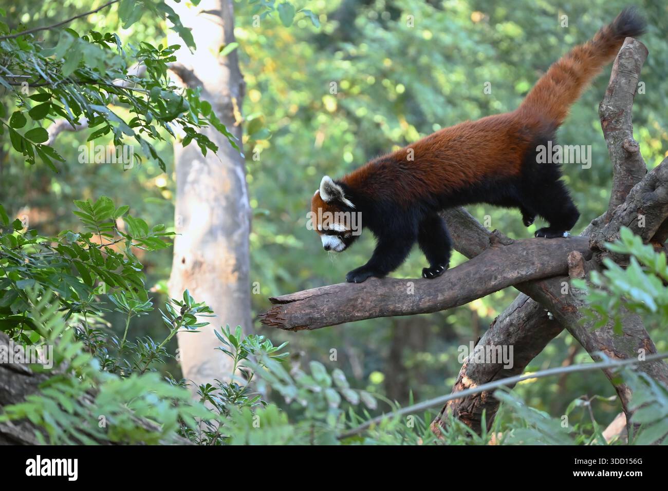 un panda rouge marchant sur la branche dans le zoo en journée ensoleillée Banque D'Images