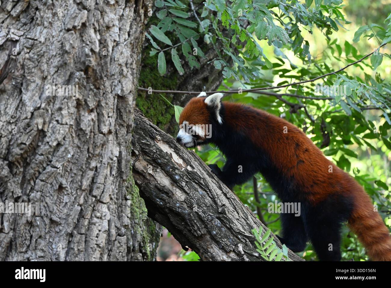 un panda rouge grimpe sur l'arbre dans le zoo Banque D'Images