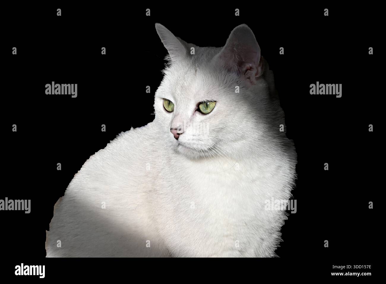 Un Silver British Shorthair aux yeux verts profitez du bain de soleil Banque D'Images
