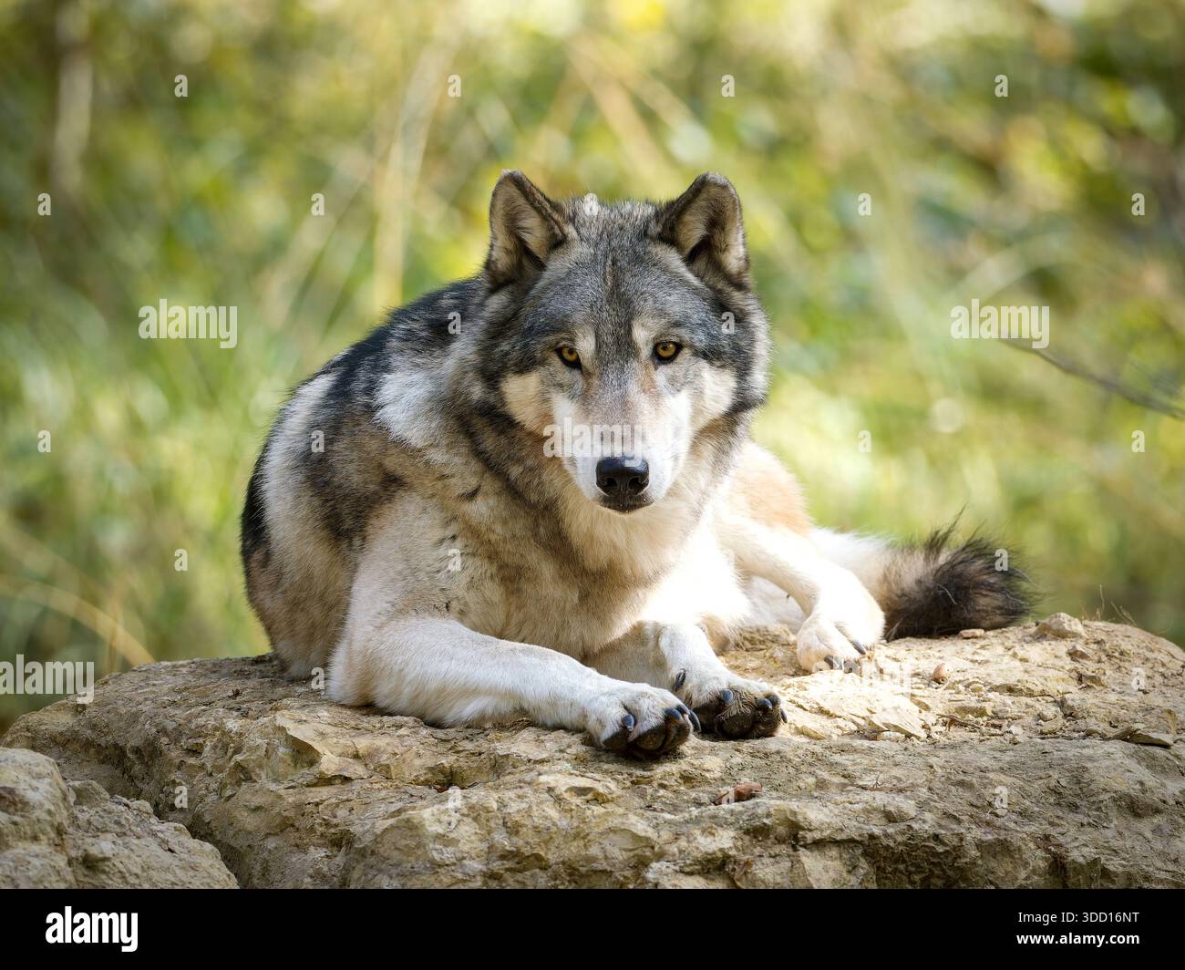 Loup gris (Canis lupus) reposant sur un rocher dans un habitat naturel, illustrant le comportement calme d'un carnivore sauvage. Banque D'Images