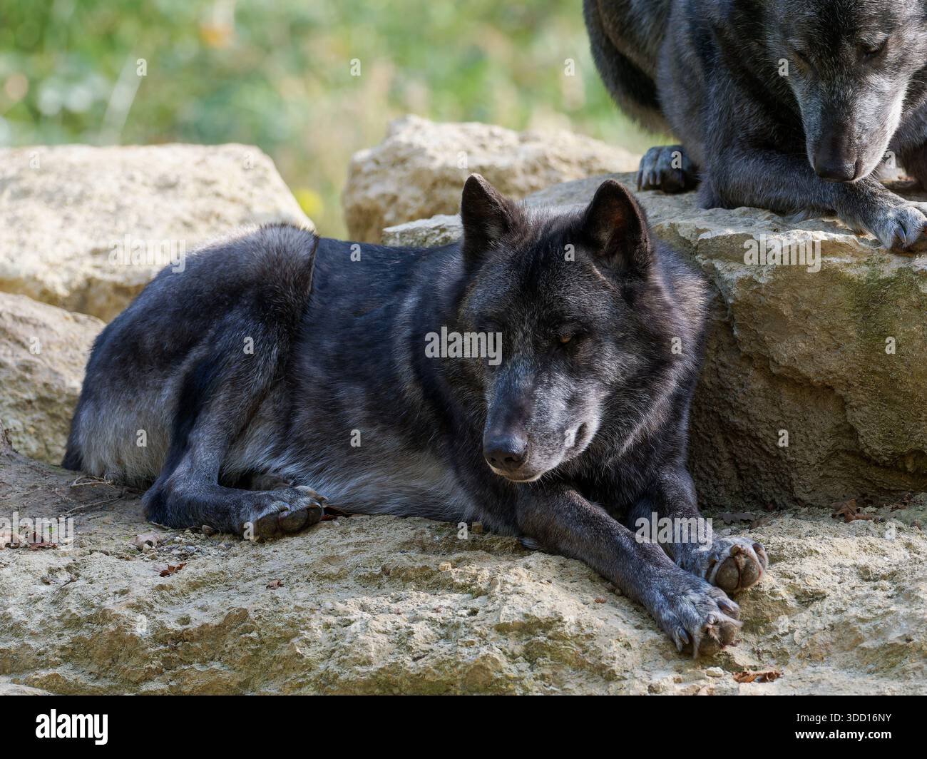 Loup gris (Canis lupus) reposant sur le plancher forestier parmi les feuilles d'automne, montrant un comportement calme dans un habitat boisé naturel. Banque D'Images