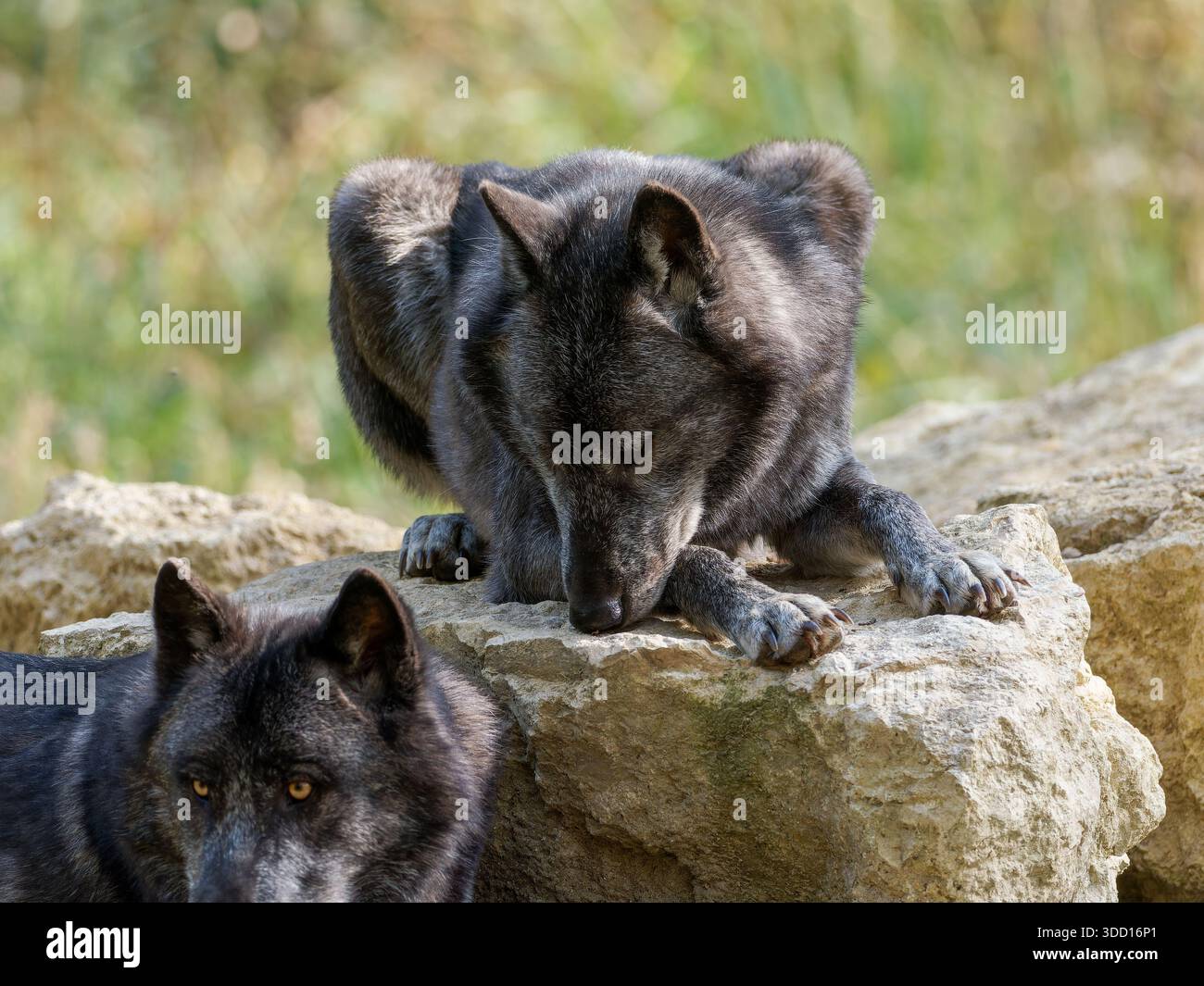 Loup gris (Canis lupus) reposant sur le plancher forestier parmi les feuilles d'automne, montrant un comportement calme dans un habitat boisé naturel. Banque D'Images