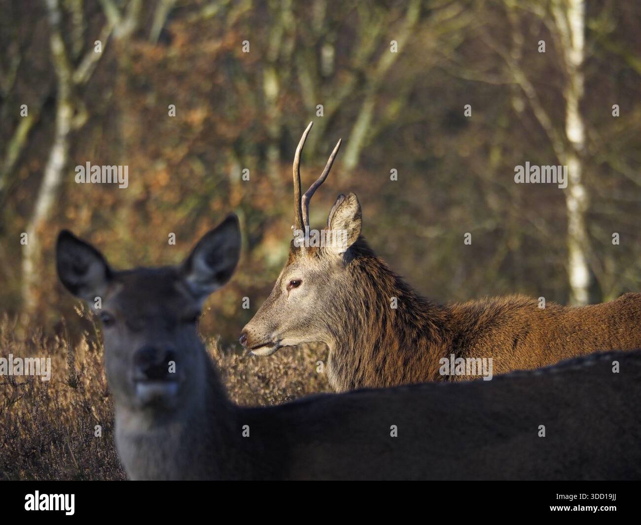 Cerf rouge et biche en jachère ensemble dans les bois d'automne. Moment unique de la vie sauvage multi-espèces. Parfait pour le contenu éditorial et de conservation de la nature Banque D'Images