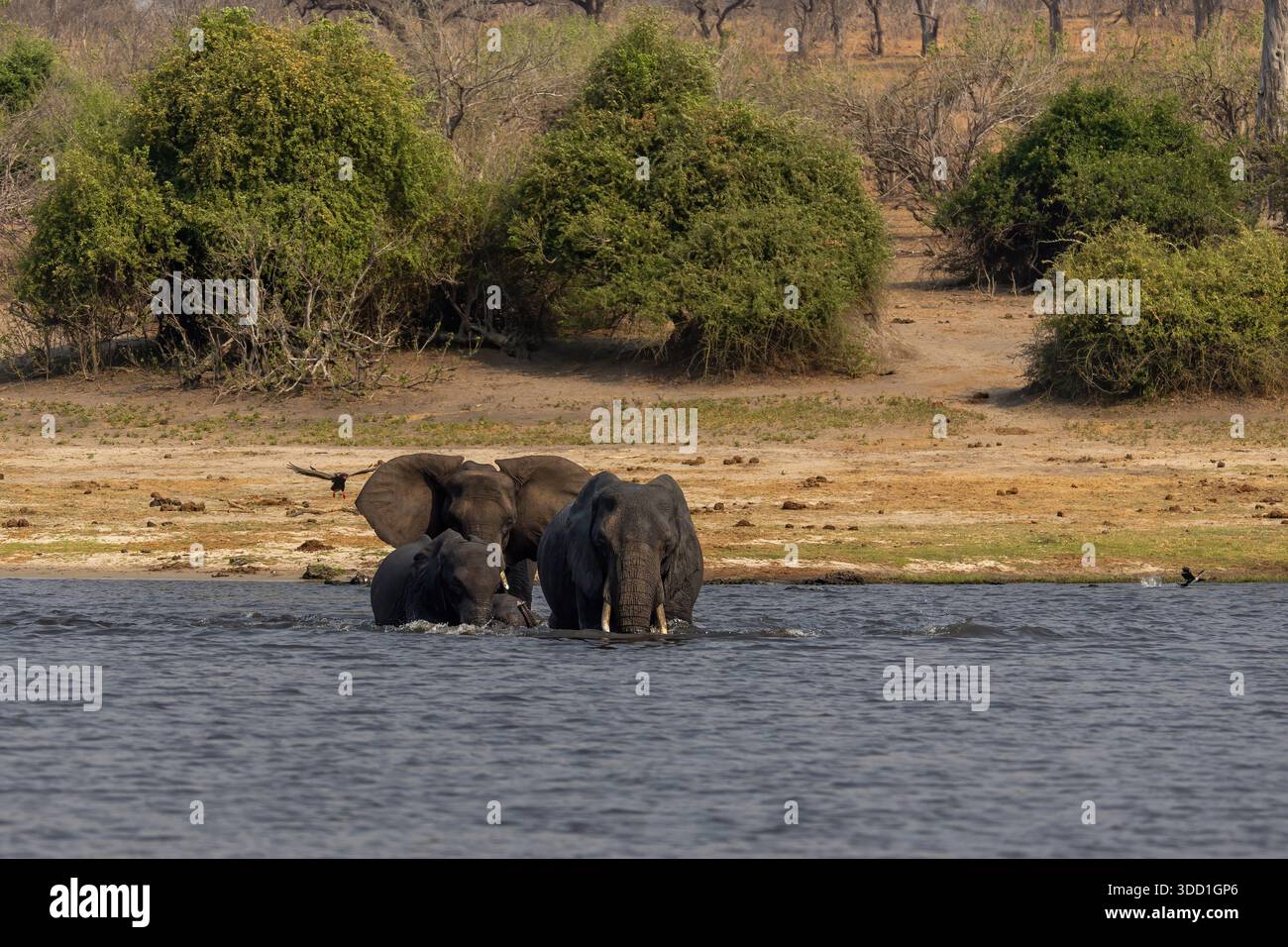 éléphants d'afrique traversant la rivière chobe, Parc national de Chobe, Botswana - septembre 2025 Banque D'Images