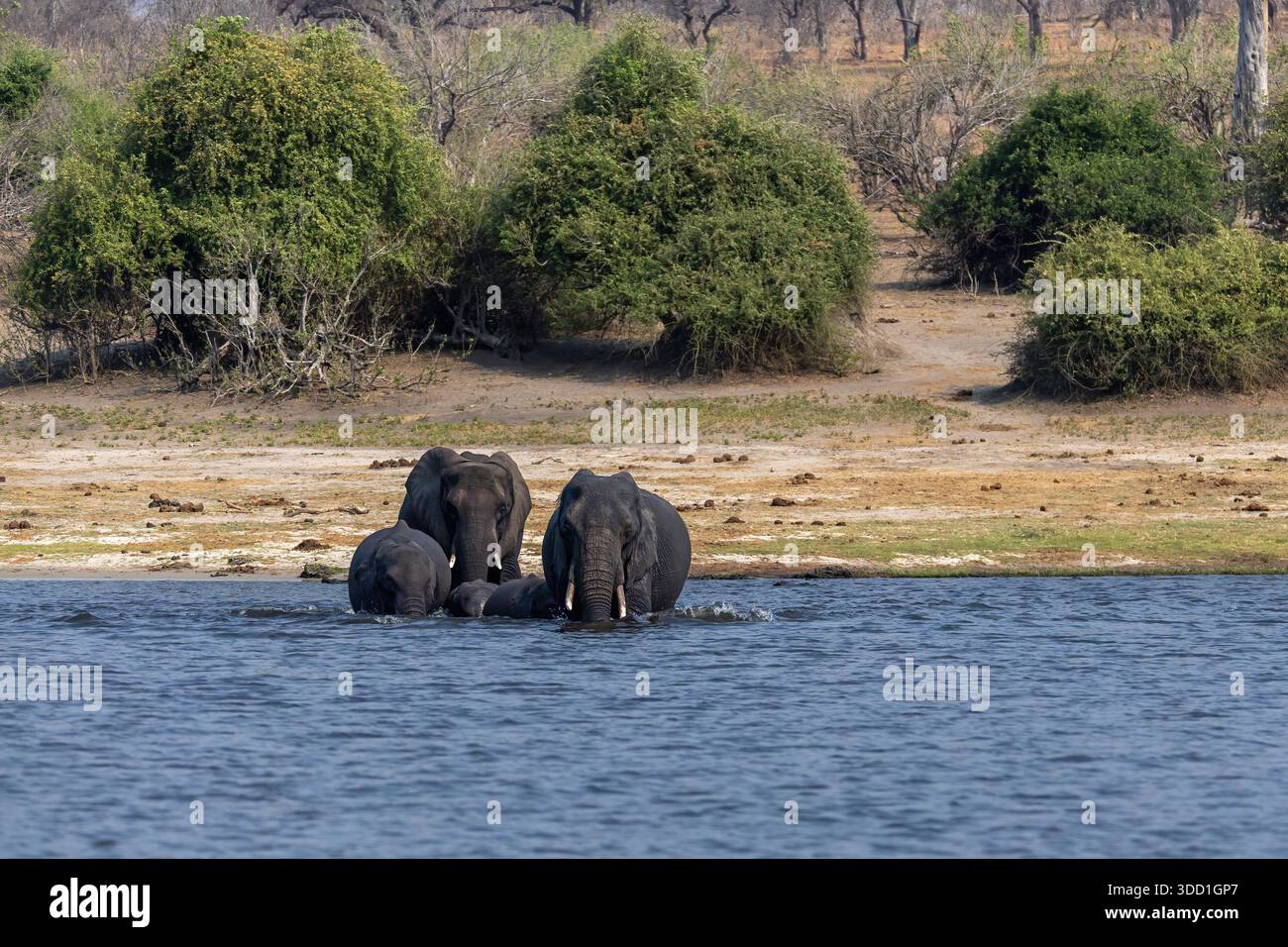 éléphants d'afrique passant la rivière chobe, Parc national de Chobe, Botswana - septembre 2025 Banque D'Images
