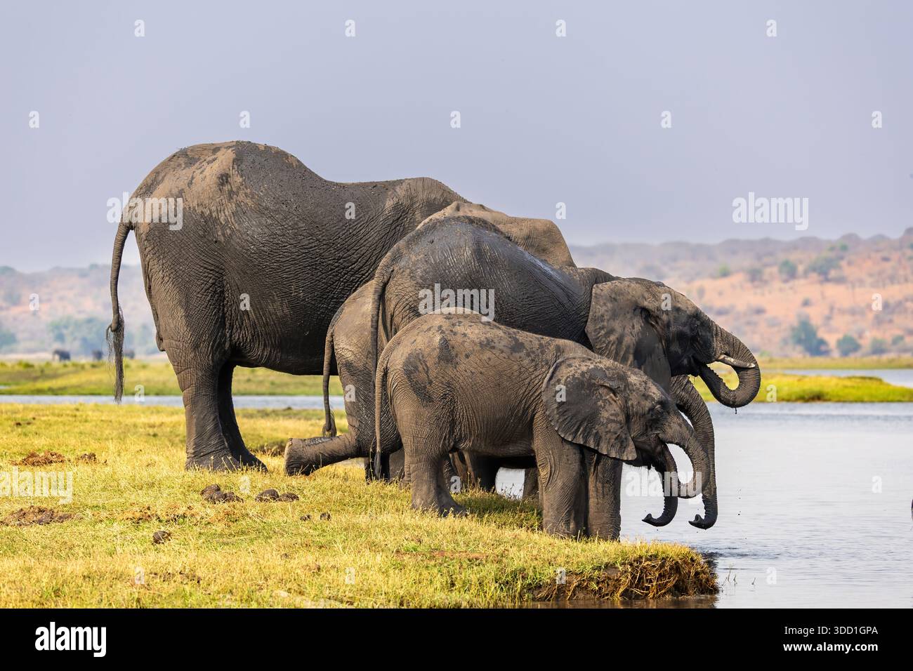 éléphants d'afrique buvant sur les berges de la rivière chobe, parc national de Chobe, Botswana - septembre 2025 Banque D'Images