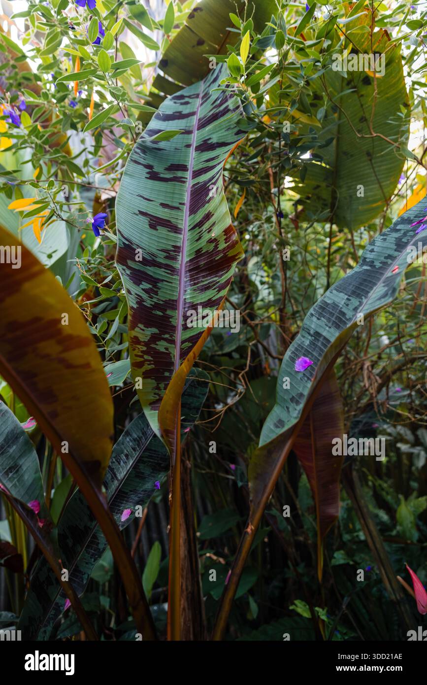 Feuilles de banane tropicales aux couleurs vives rouges Banque D'Images