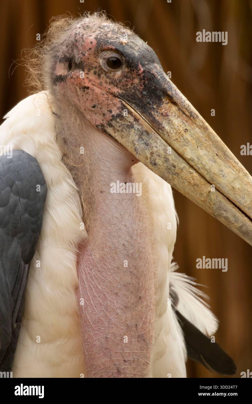 Cigogne de Marabou (Leptoptilos crumenifer), zoo de Gladys porter, Brownsville, Texas Banque D'Images