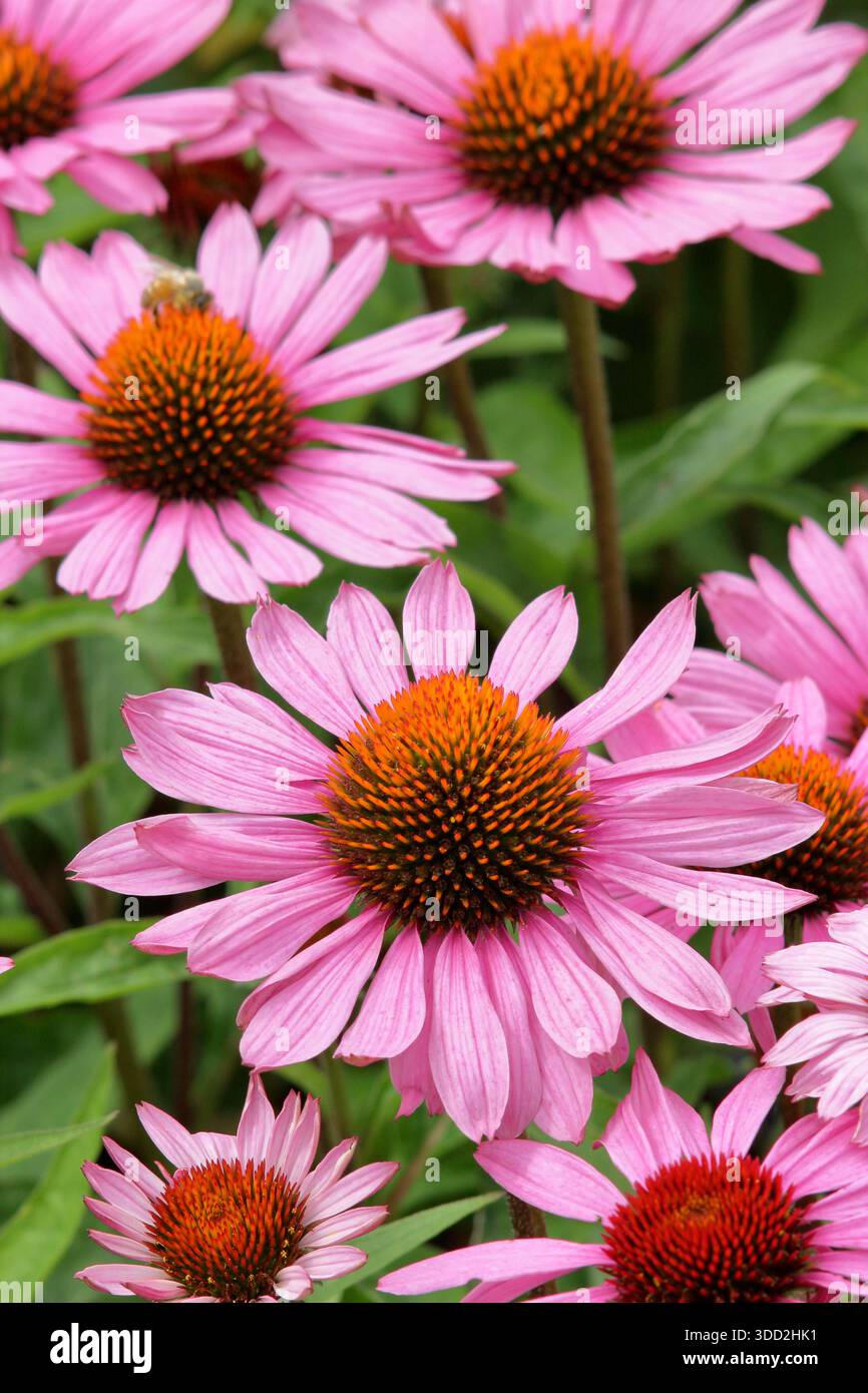 Echinacea purpurea Magnus. Coneflower violet portant des fleurs rose foncé comme des marguerites et des centres de cône proéminents tout au long de l'été. Banque D'Images