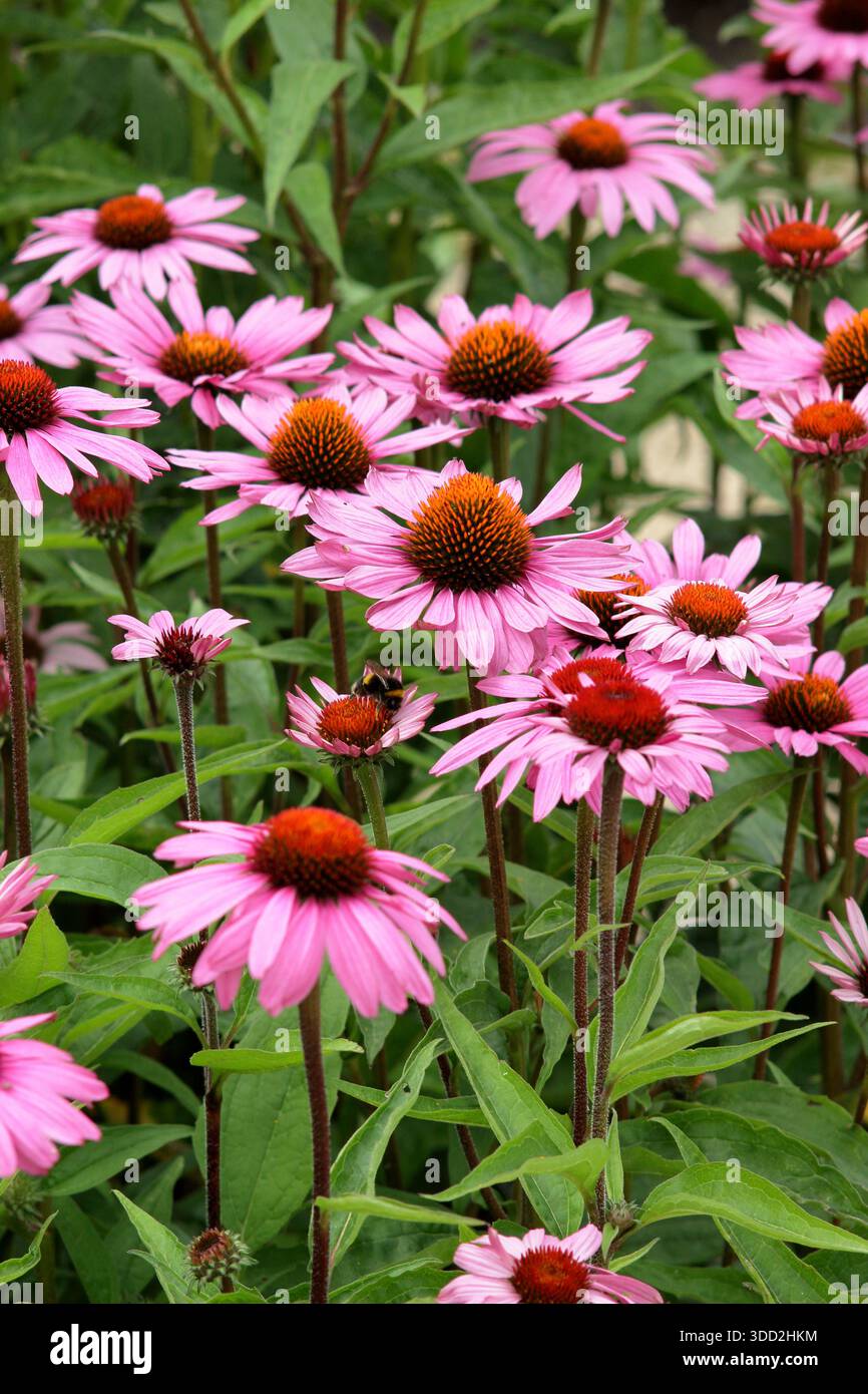 Echinacea purpurea Magnus. Coneflower violet portant des fleurs rose foncé comme des marguerites et des centres de cône proéminents tout au long de l'été. Banque D'Images