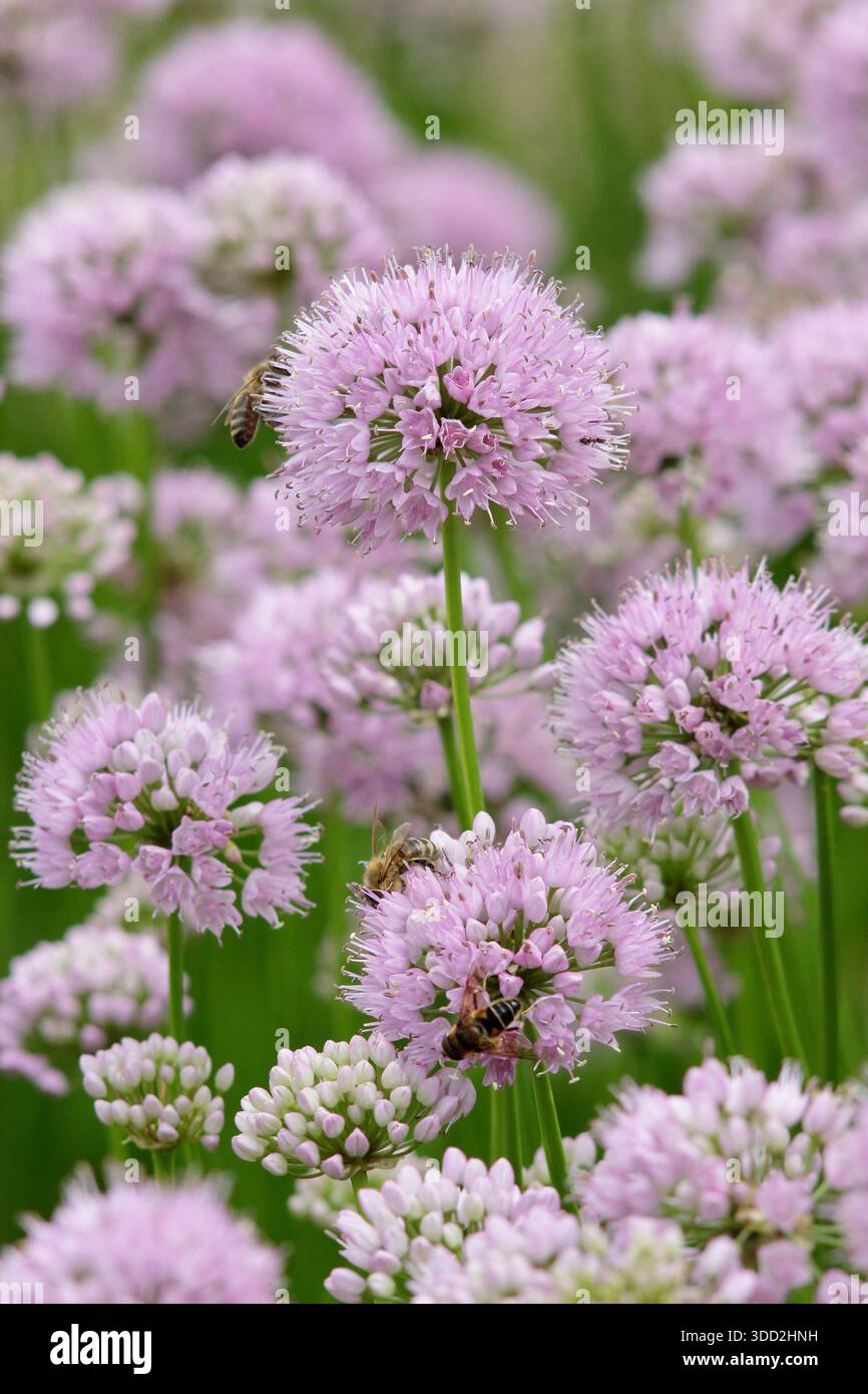 Allium. Allium Millenium, oignon ornemental portant des fleurs de pompon rose rose caractéristique. Allium Millennium. Attrayant pour les pollinisateurs Banque D'Images