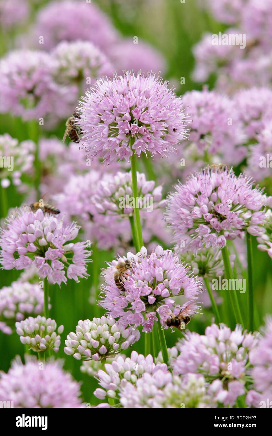 Allium. Allium Millenium, oignon ornemental portant des fleurs de pompon rose rose caractéristique. Allium Millennium. Attrayant pour les pollinisateurs Banque D'Images