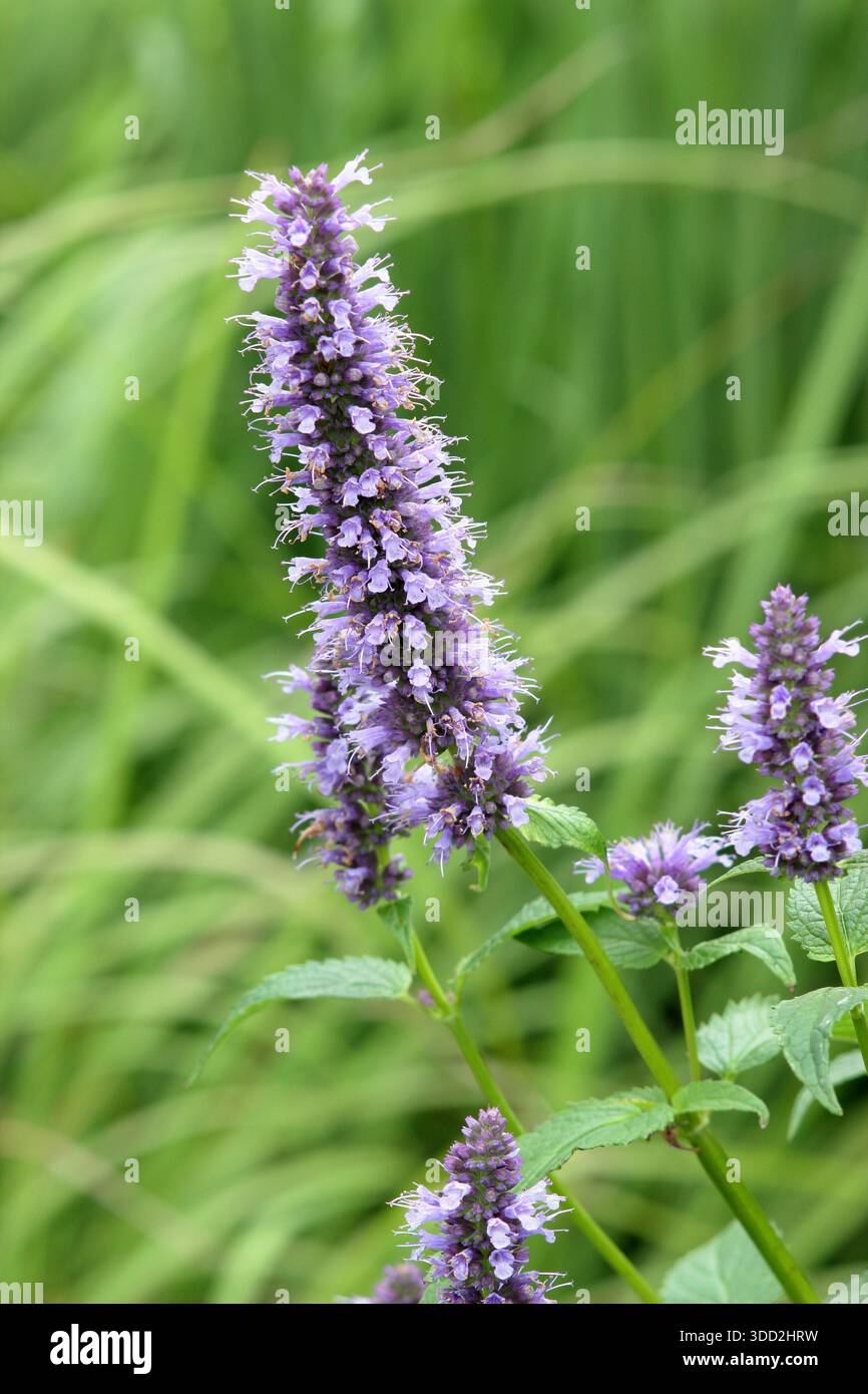 Agastache 'Blackadder' hysope géant herbacé vivaces portant des pointes de fleurs violettes dans un jardin de gravier vivaces, attrayant pour les pollinisateurs Banque D'Images
