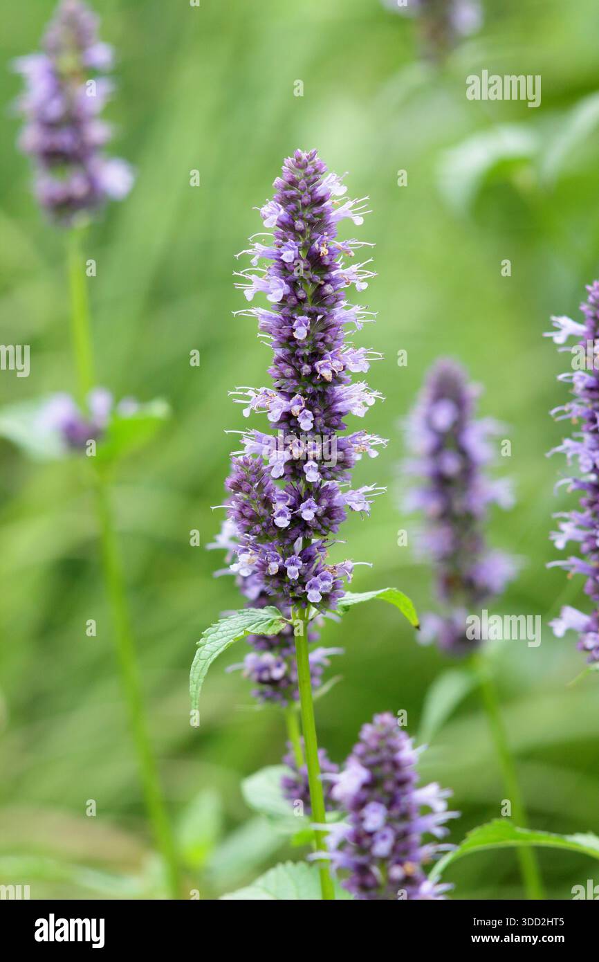 Agastache 'Blackadder' hysope géant herbacé vivaces portant des pointes de fleurs violettes dans un jardin de gravier vivaces, attrayant pour les pollinisateurs Banque D'Images