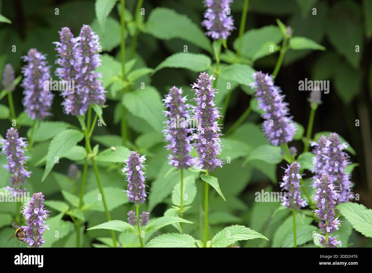 Agastache 'Blackadder' hysope géant herbacé vivaces portant des pointes de fleurs violettes dans un jardin de gravier vivaces, attrayant pour les pollinisateurs Banque D'Images