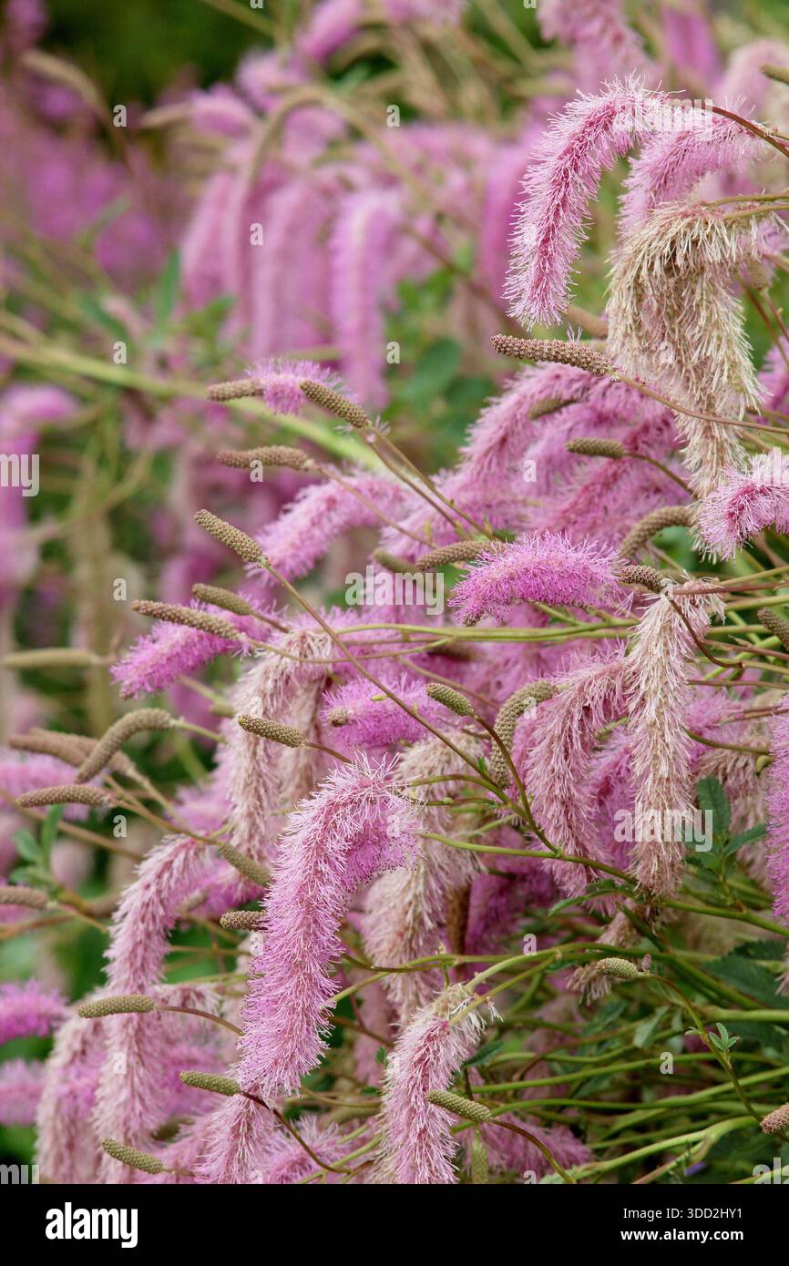 Sanguisorba hakusanensis 'Llilac Squirrel'. burnet coréen portant des fleurs moelleuses en forme de pompon rose dans une bordure de jardin de fin d'été Banque D'Images