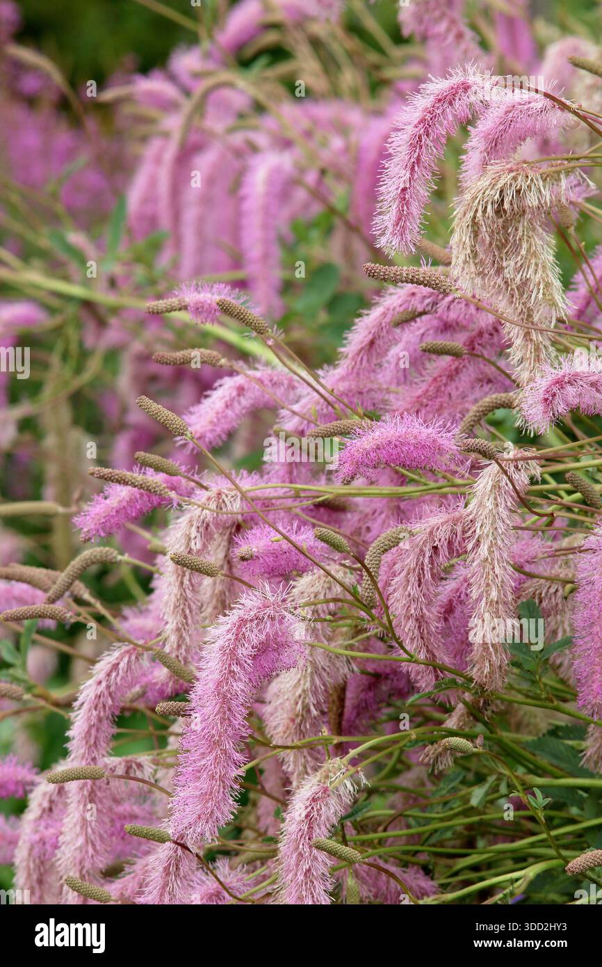 Sanguisorba hakusanensis 'Llilac Squirrel'. burnet coréen portant des fleurs moelleuses en forme de pompon rose dans une bordure de jardin de fin d'été Banque D'Images