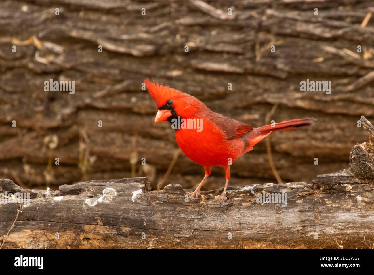 Cardinal du Nord (Cardinalis cardinalis), réserve naturelle de Salineno, Texas Banque D'Images