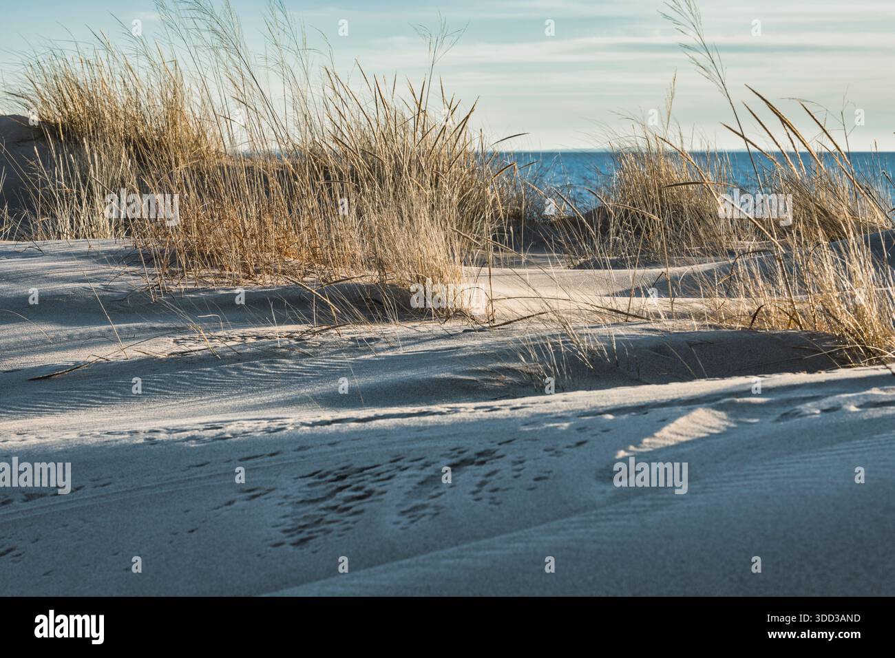 L'herbe sèche des dunes pousse au sommet des dunes de sable près du lac Michigan dans le parc d'État de Ludington, Michigan. Une journée ensoleillée met en valeur la scène. Banque D'Images