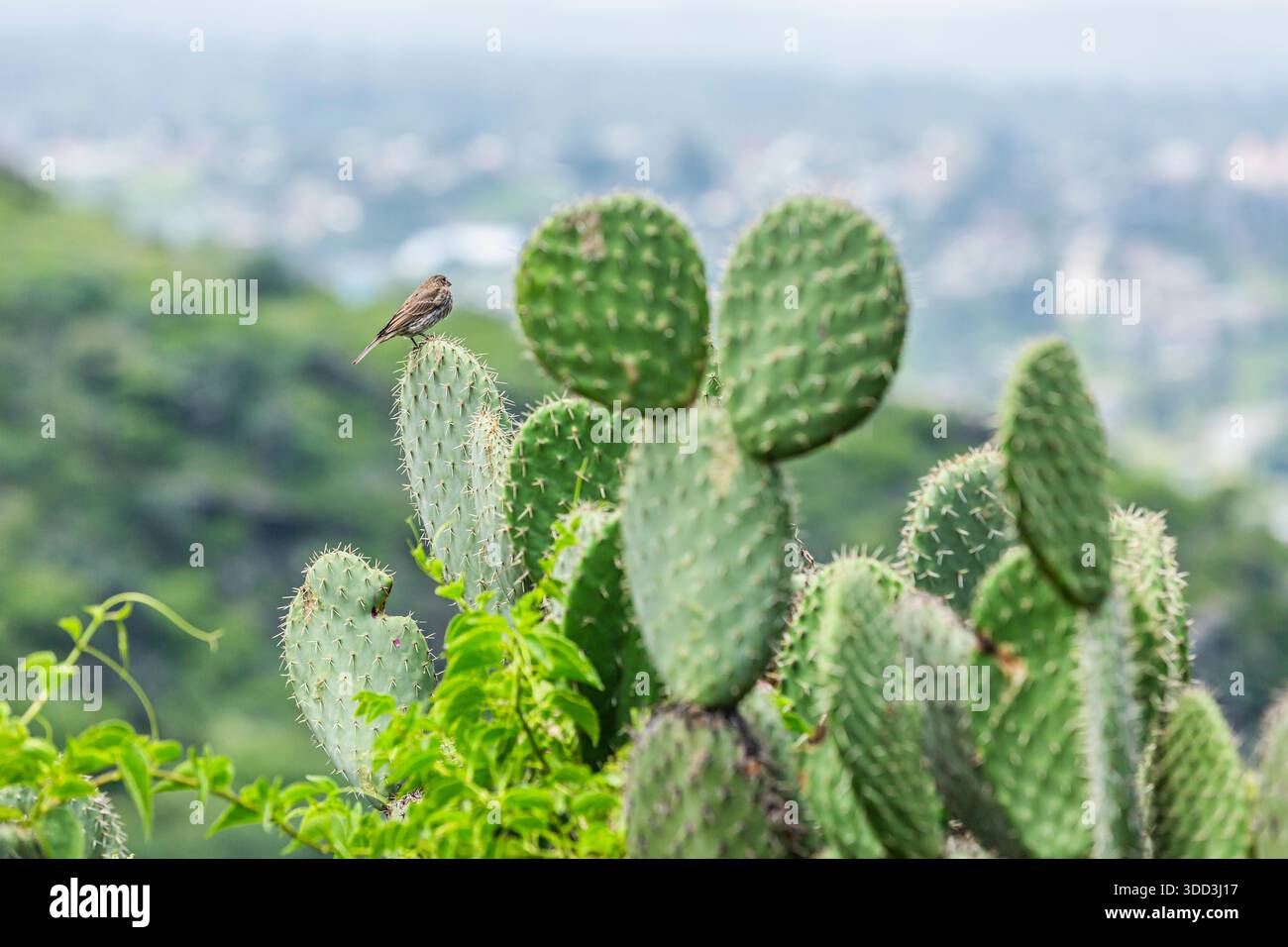 Oiseau perché sur un nopal (cactus) - paysage mexicain avec des cactus. Banque D'Images