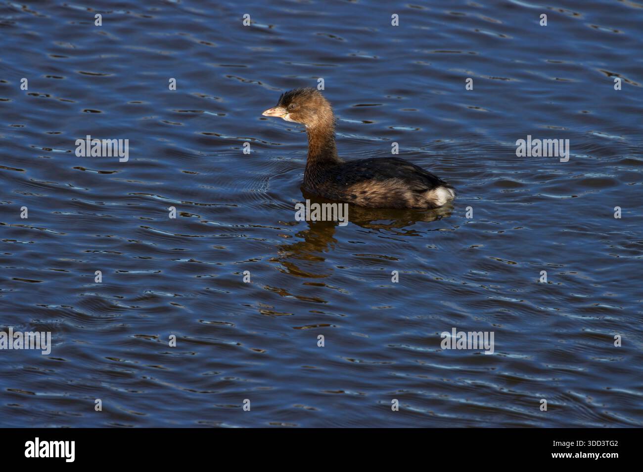 Pied-Billed Grebe (Podilymbus podiceps), refuge national malheur, Oregon Banque D'Images