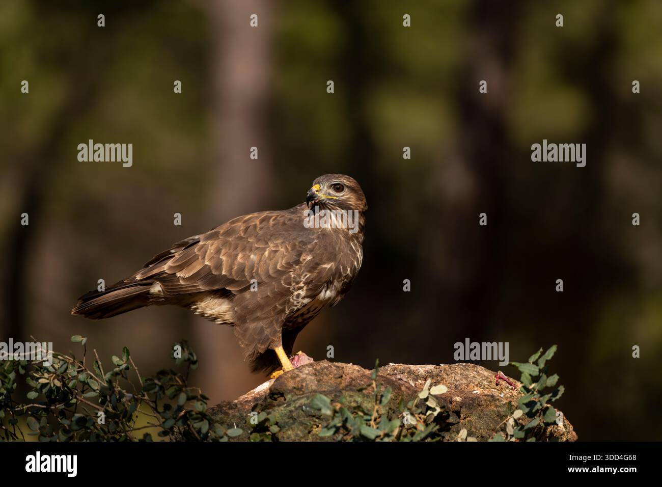 Buzzard commun (Buteo buteo) avec sa proie sur une photo rock-stock Banque D'Images