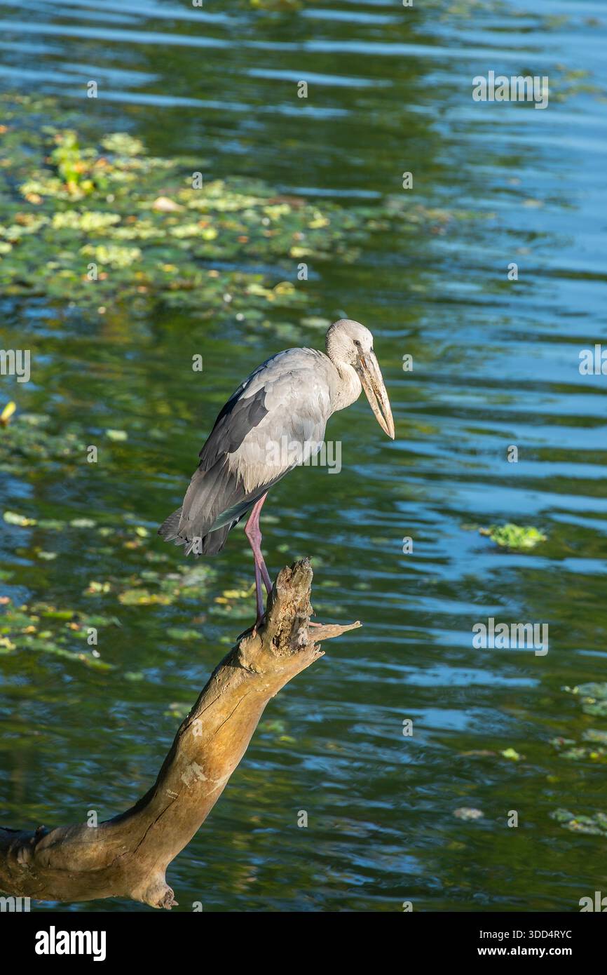 Une cigogne asiatique à bec ouvert (Anastomus oscitans) se nourrit dans le riche habitat humide du sanctuaire de faune de Pobitora, Assam, Inde. Banque D'Images
