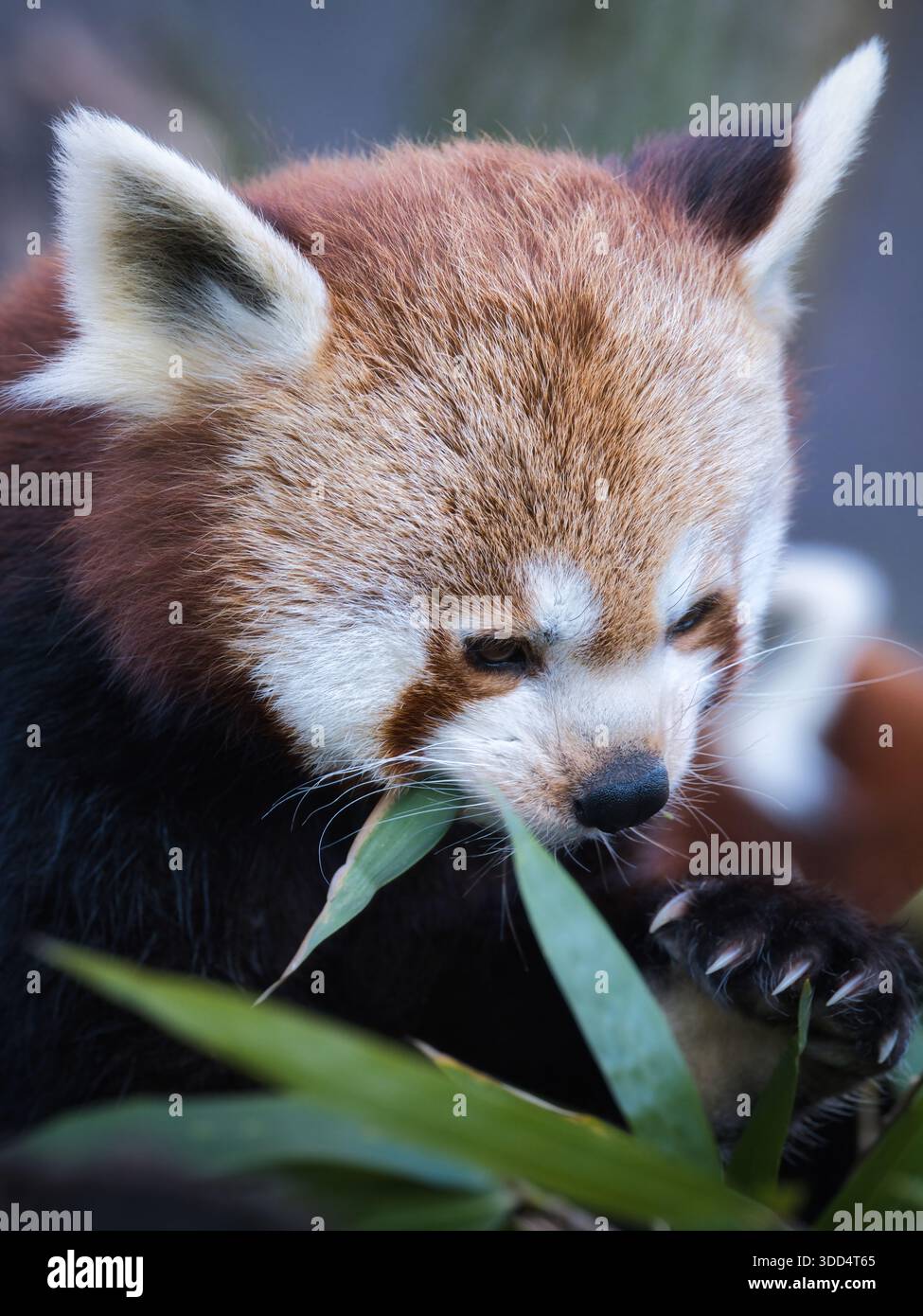 Panda rouge mangeant du bambou en gros plan, un mammifère asiatique menacé et symbole populaire de conservation de la faune dans un environnement de zoo naturel Banque D'Images