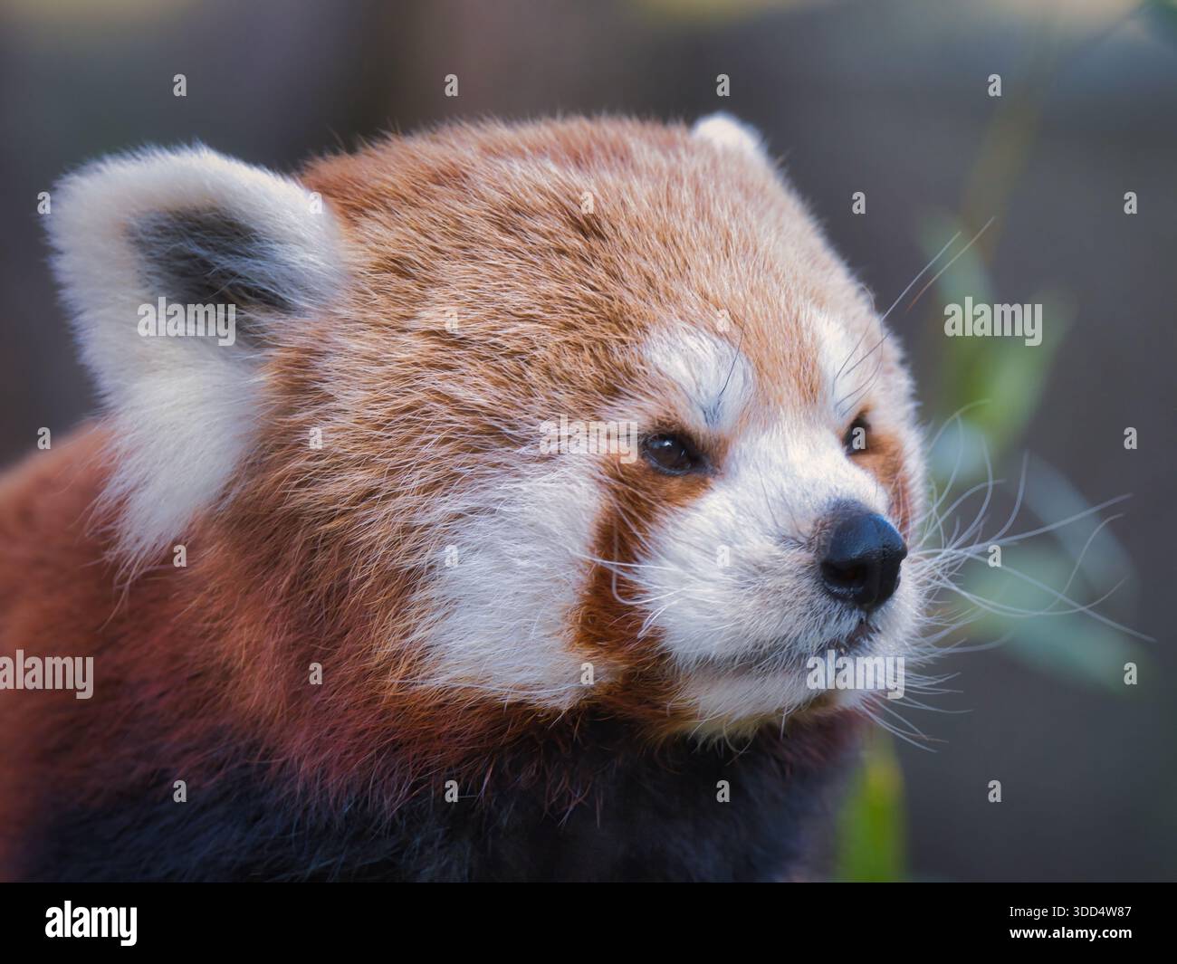 Portrait en gros plan d'un panda rouge avec une lumière naturelle douce et un fond flou, un mammifère exotique en voie de disparition et un symbole populaire de conservation de la faune Banque D'Images